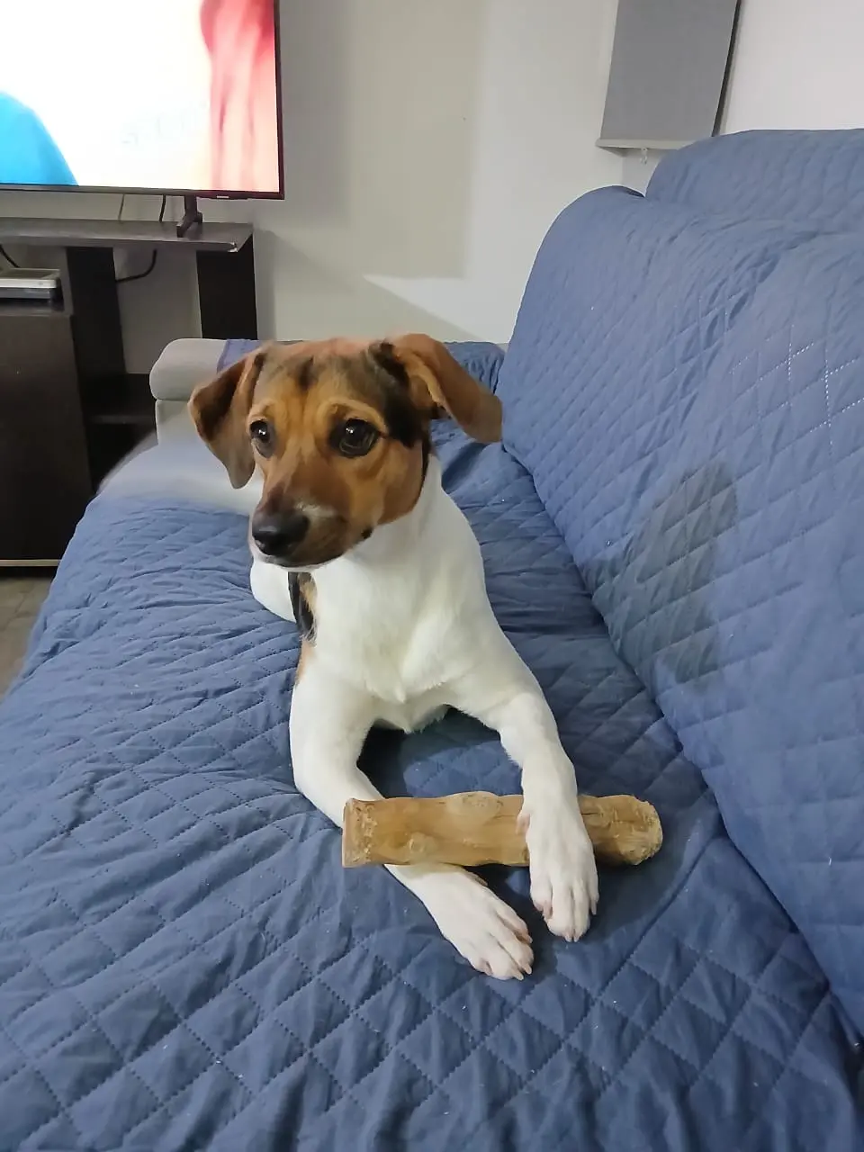 acua mascotas cliente2